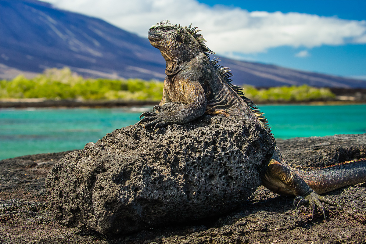 Galapagos marine iguana sitting on volcanic rock
