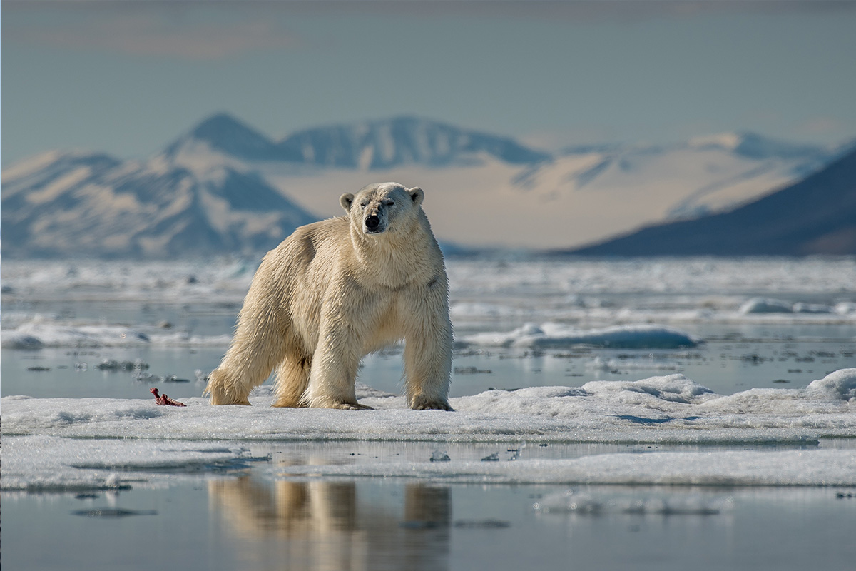 Polar bear on icy landscape.