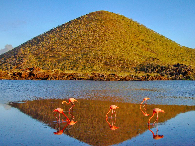 Flamingos in Floreana Island, Galapagos