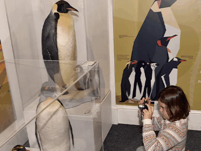 A child photographing emperor penguin exhibits at the Oates Gallery