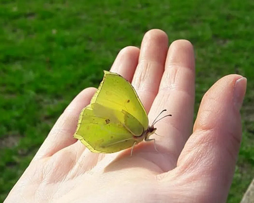 Education day at Gilbert White's House showing a butterfly in a student's hand