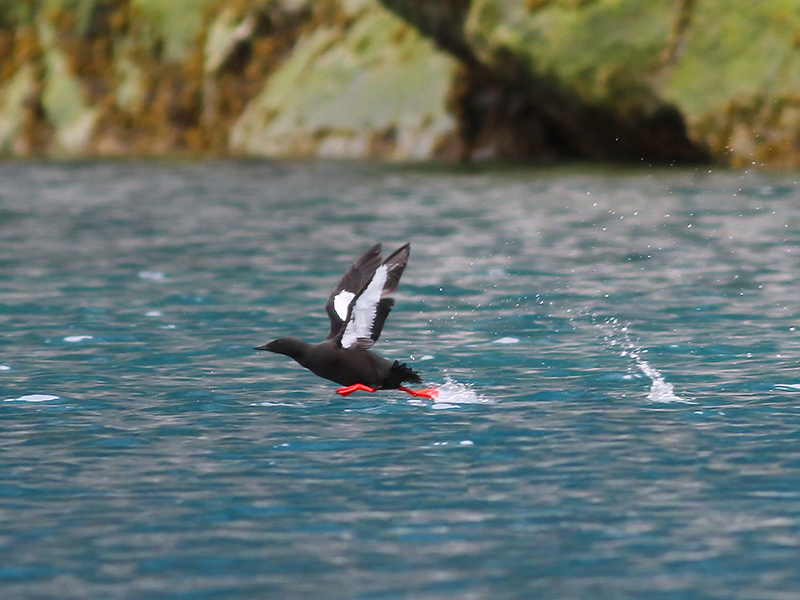 Black guillemot in Greenland