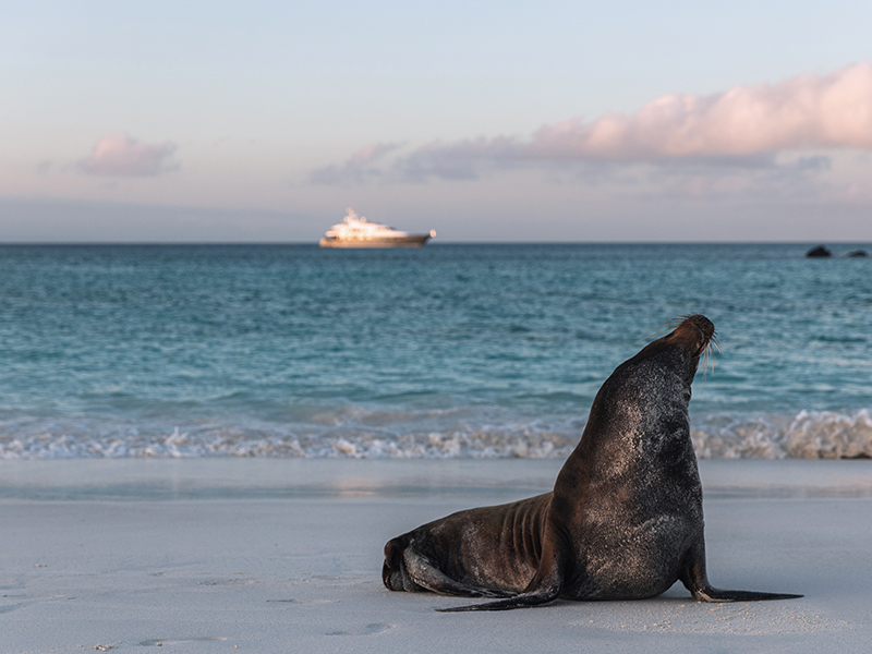 Sea lion in the Galapagos Islands