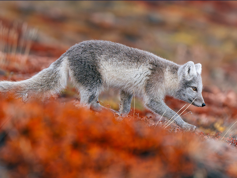 Arctic fox -
Image courtesy of HX Expeditions