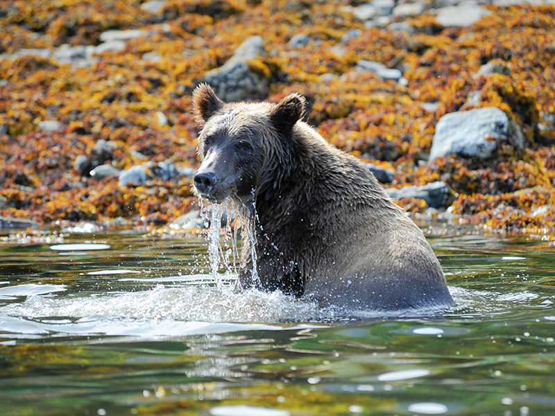 Brown bear in Alaska