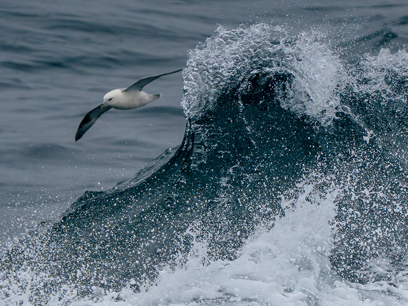 Bird at sea in Greenland -
Image courtesy of HX Expeditions