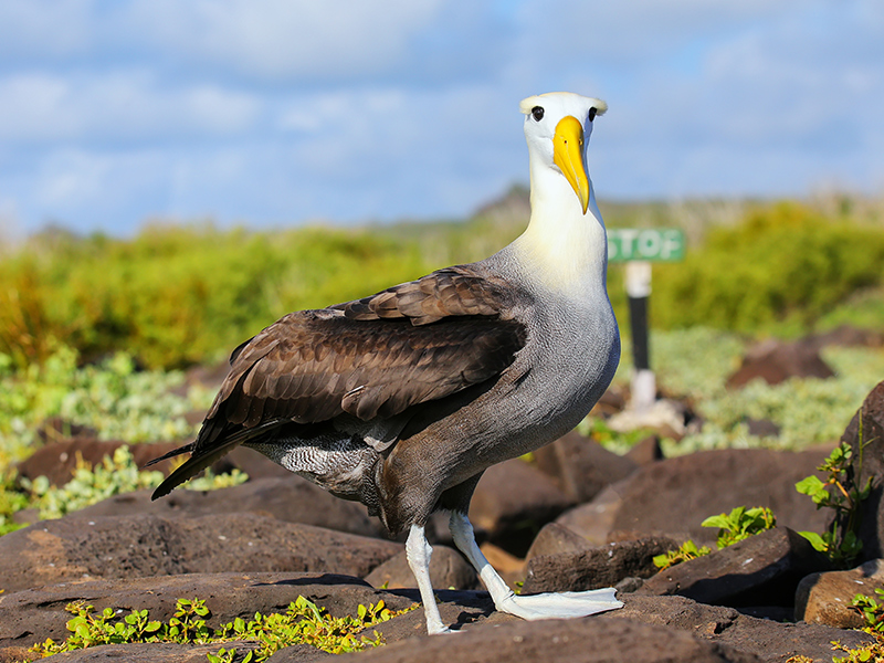 Waved albatross