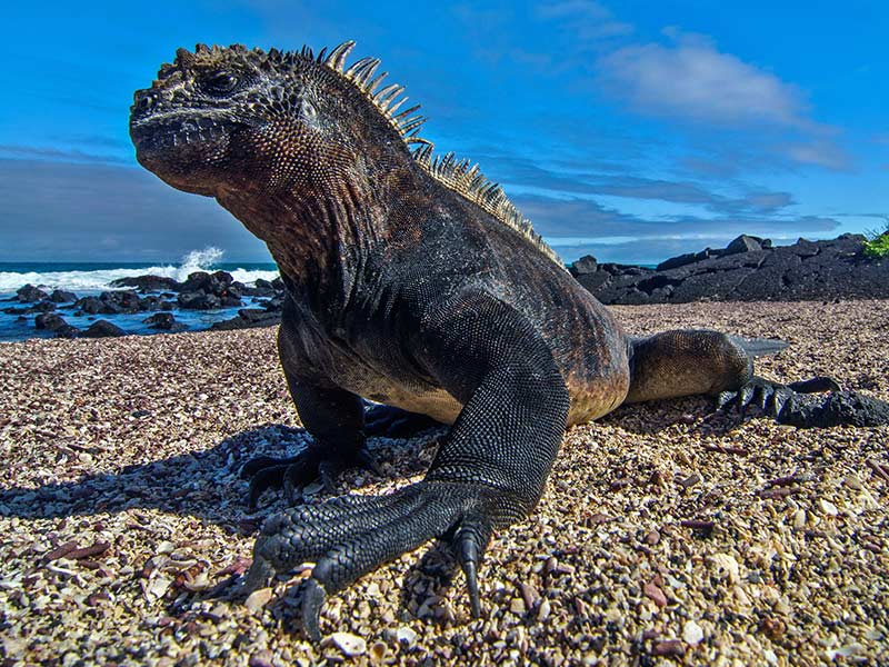 Galapagos marine iguana