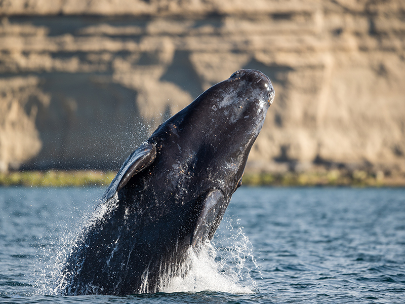 Humpback whale in Argentinain Patagonia