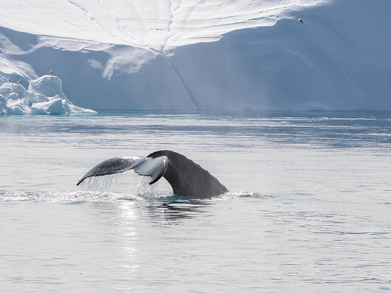Humpback whale tail in Greenland