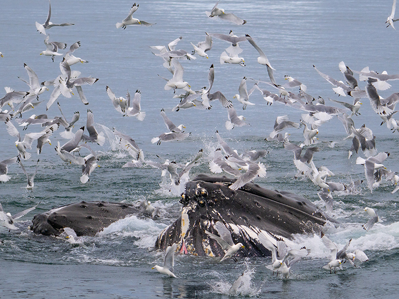 Humpback whales surrounded by sea birds in Greenland