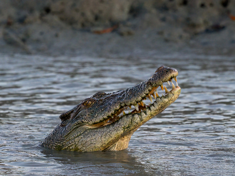 Hunter river crocodile