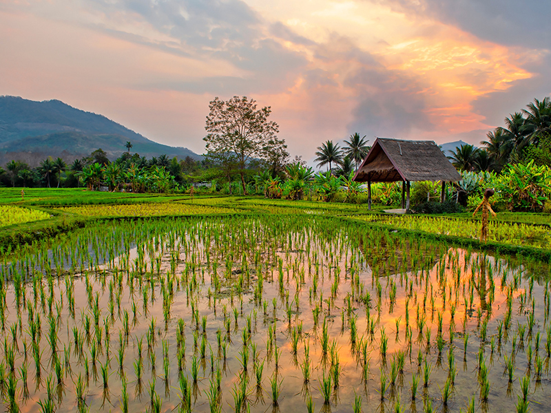 Rice shoots in a paddy field with sunset in Laos.