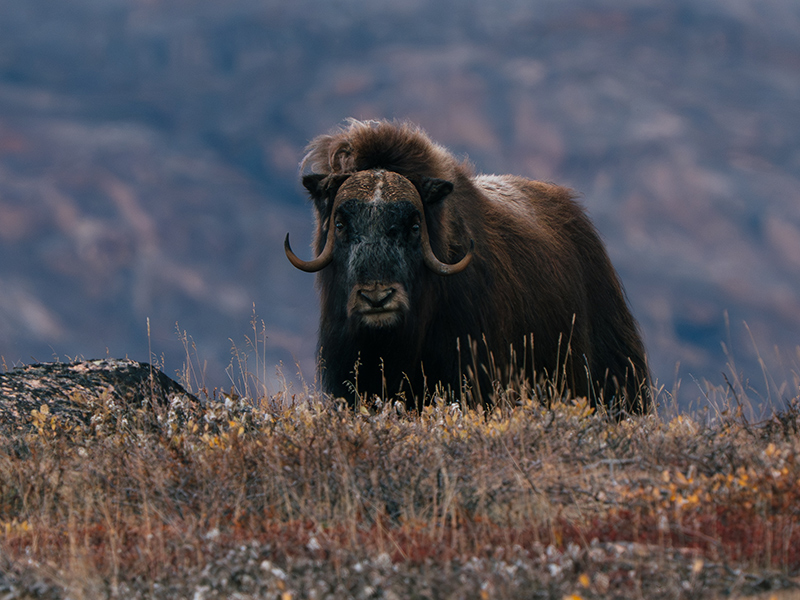 Musk Ox on tundra in Greenland - Image courtesy of HX Expeditions