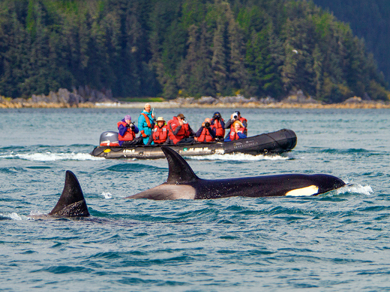 Orca in Alaska