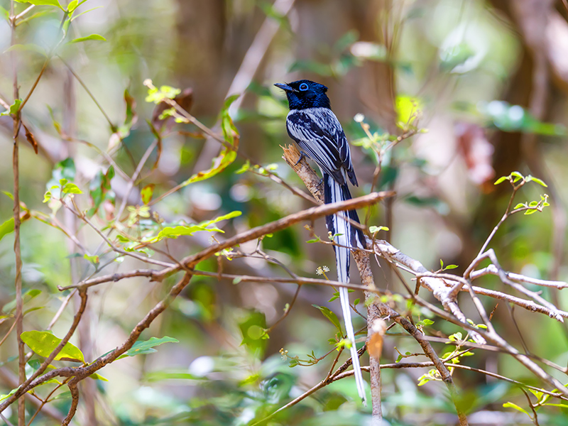 Paradise fly-catcher, Madagascar