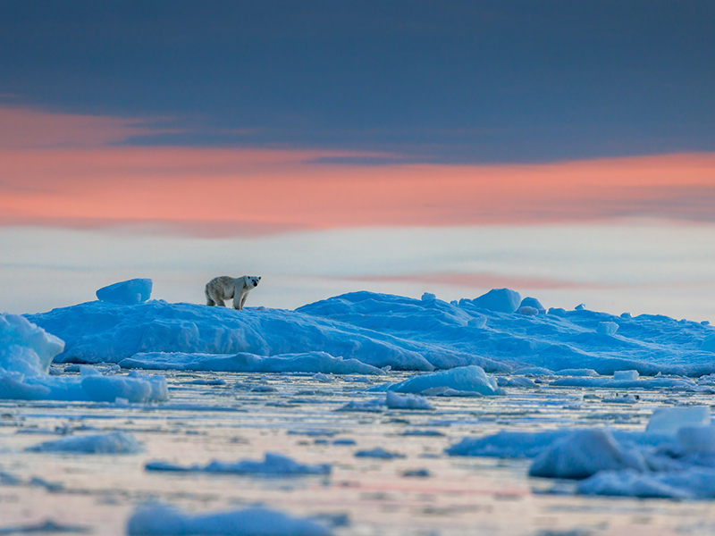 Polar bear in Viking Bay, Scoresby Sund, Greenland