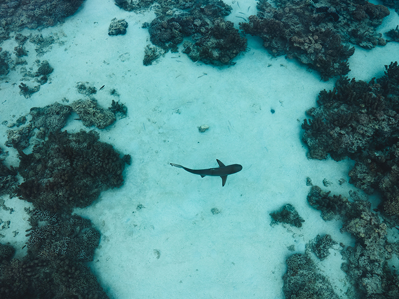 Reef shark in French Polynesia