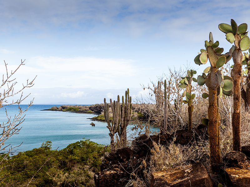 Santa Cruz island in the Galapagos