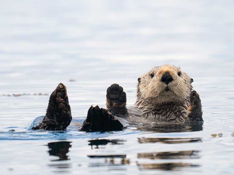 Sea otter in Alaska