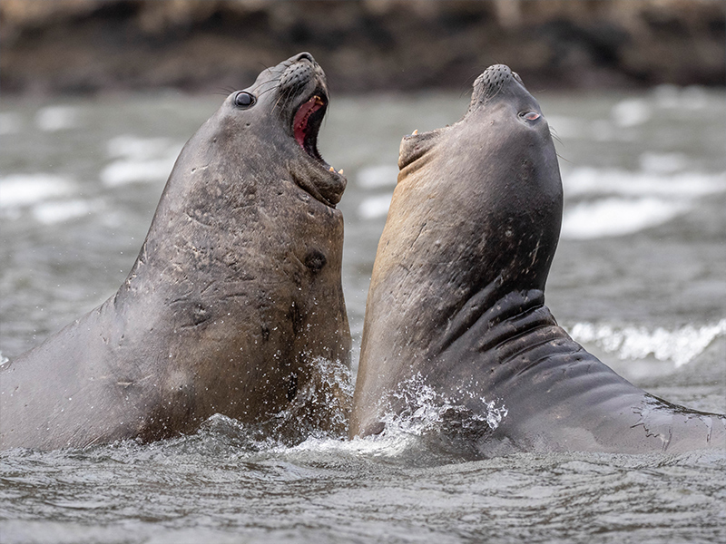 Southern elephant seals in Tierra del Fuego, Chile.