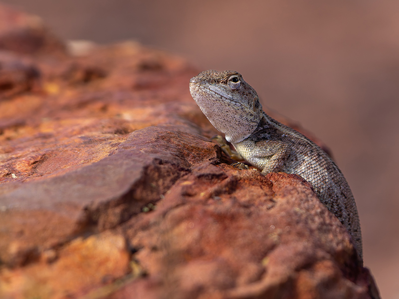 Two-lined dragon in Kimberley