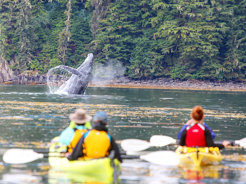Whale breach in Alaska
