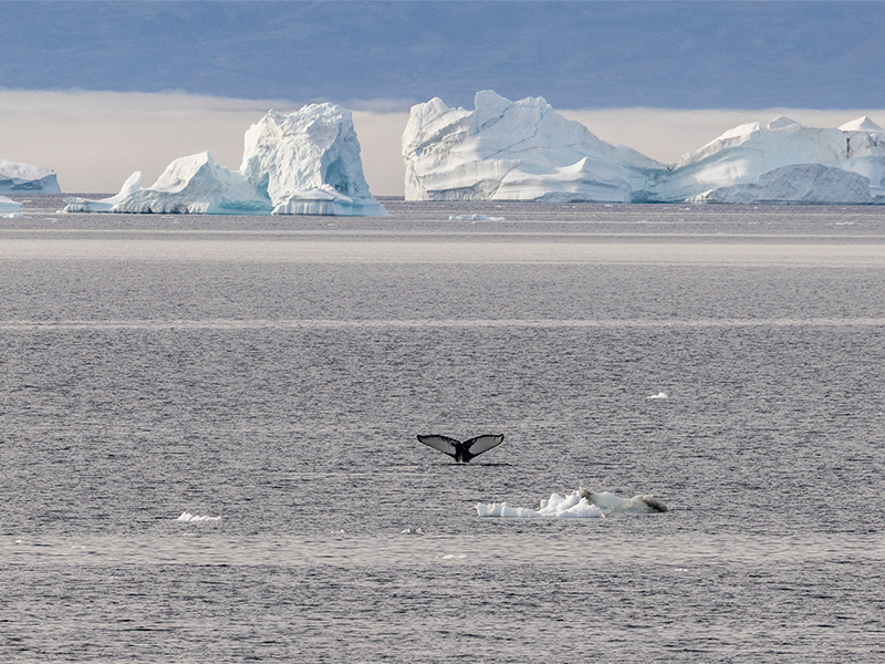 Whale in Greenland's Baffin Bay - Image courtesy of HX Expeditions.