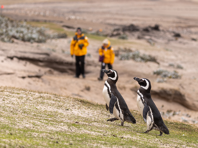 Magellanic penguins in Patagonia as expedition cruise passengers observe.