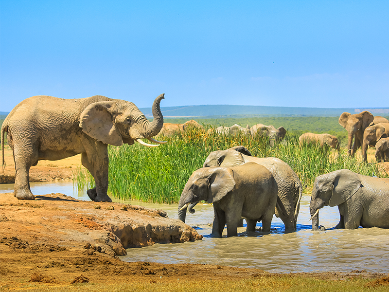 Addo Elephant National Park, South Africa