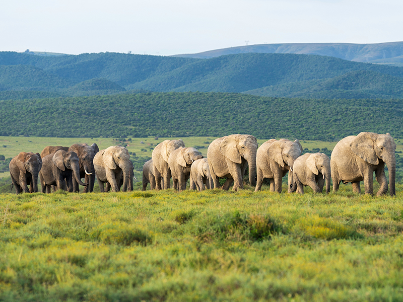 Addo Elephant National Park