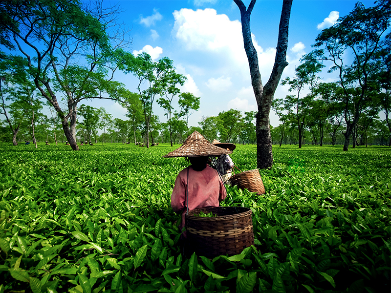 Assam Tea Garden grown in lowland and Brahmaputra River Valley, Golaghat district, Assam