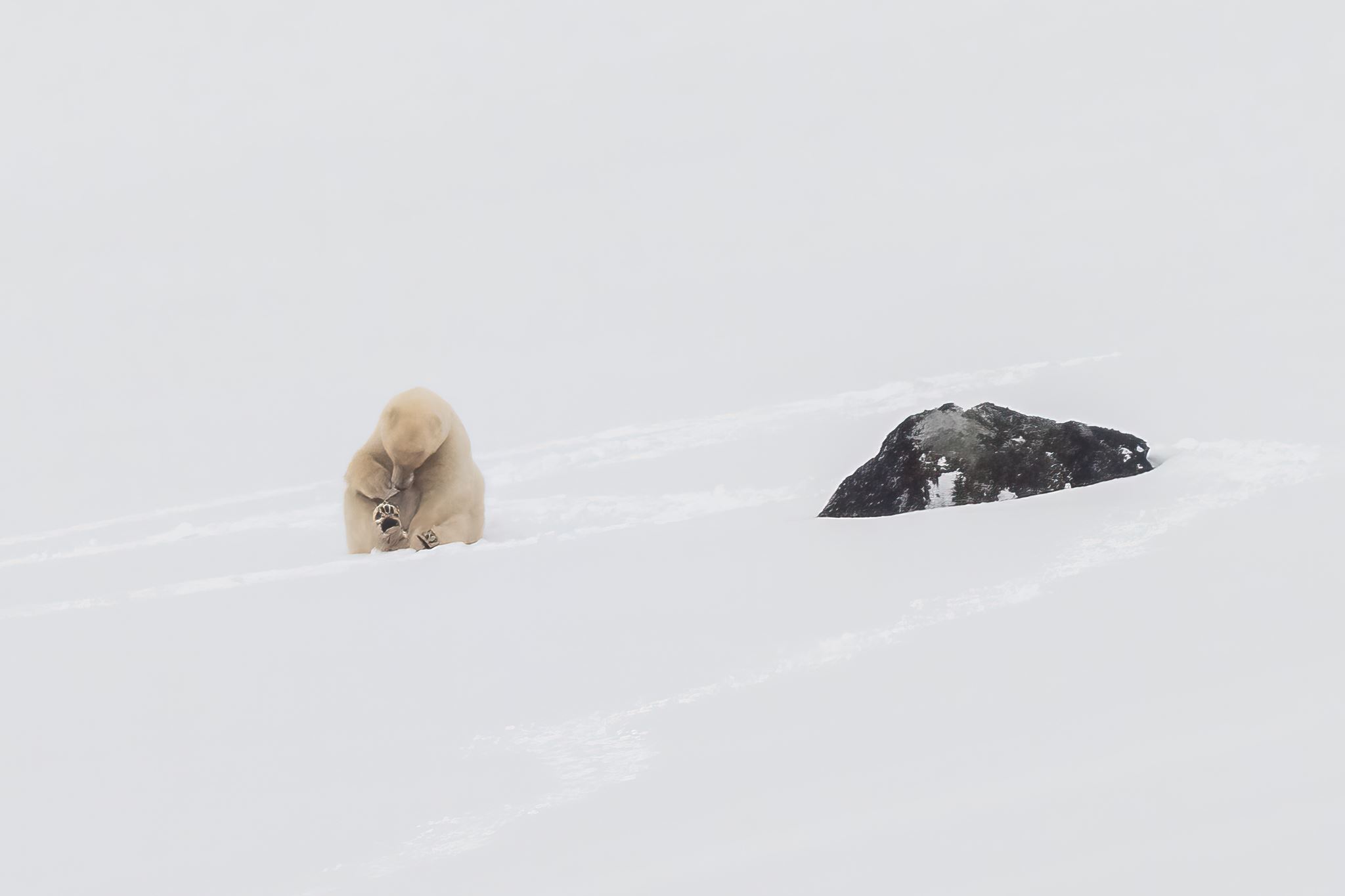 Bear at Indre Norskøya