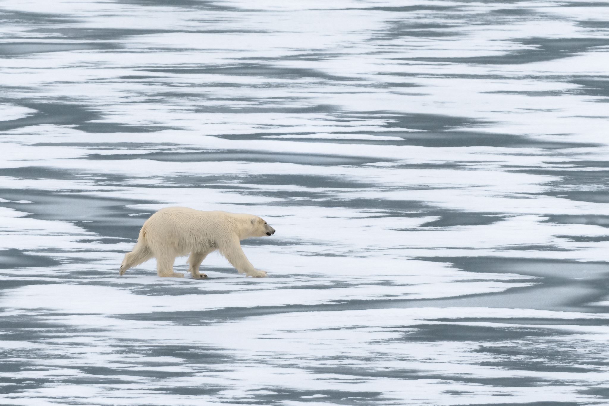 Monacobreen Polar Bear on ice