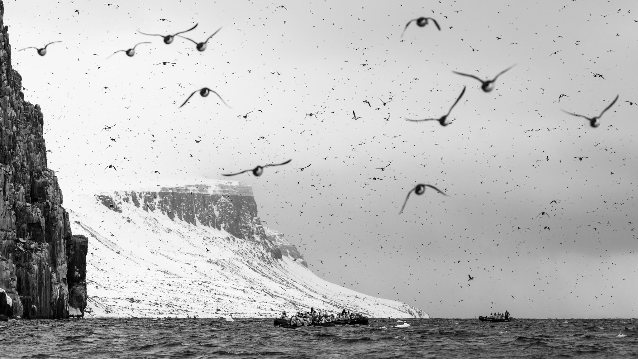 Alkefjellet seabirds