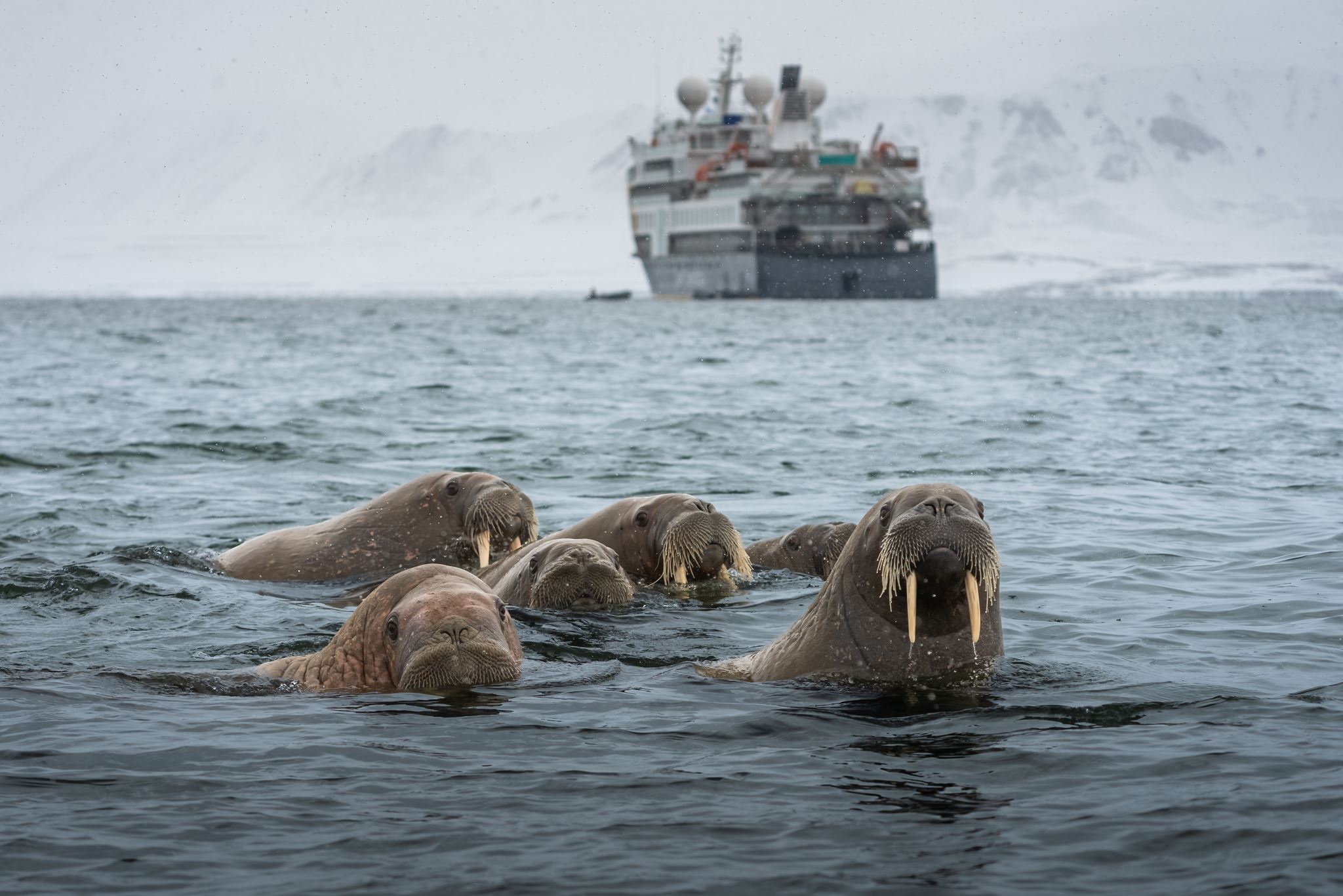 Walruses and the Ocean Explorer