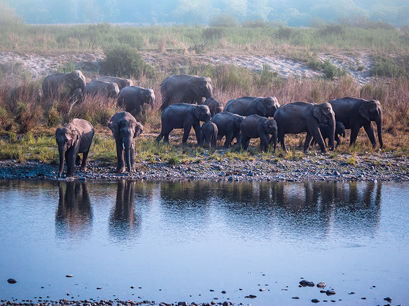 Asiatic elephant herd on riverbank