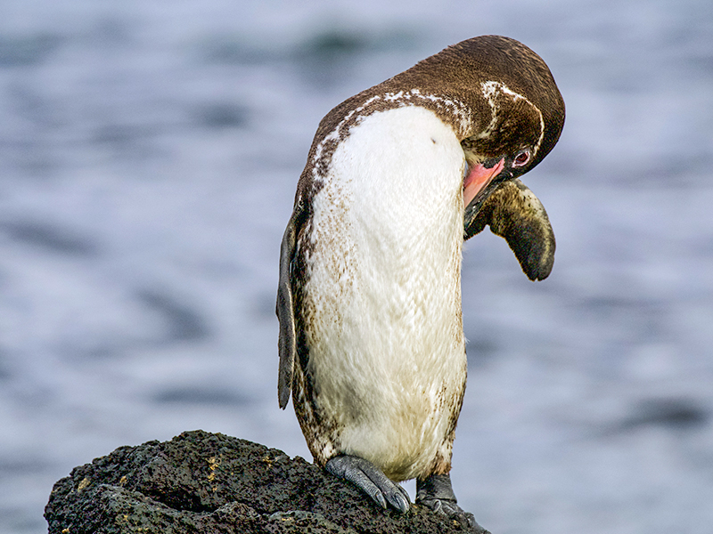 A Galapagos penguin poses for Lewis