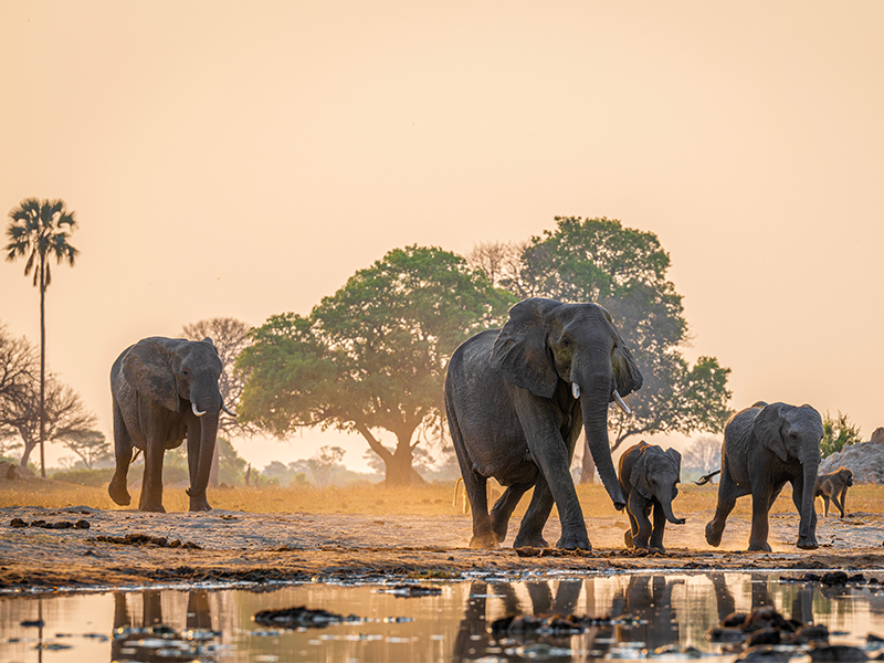 Hwange National Park, Zimbabwe
