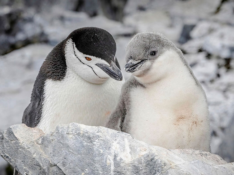 Penguins in Orne Harbour, Antarctica