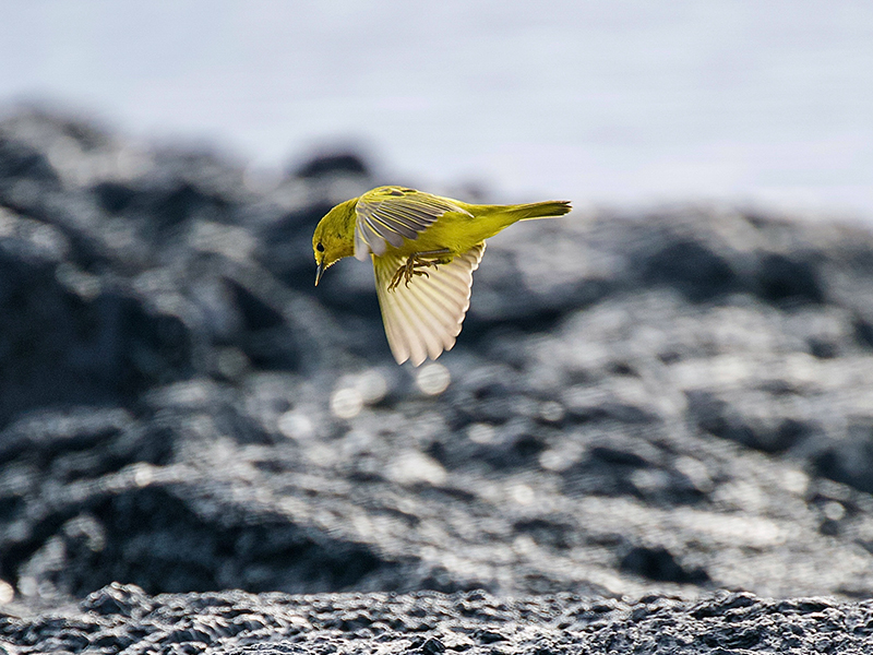 Lewis captures a Yellow Warbler in flight