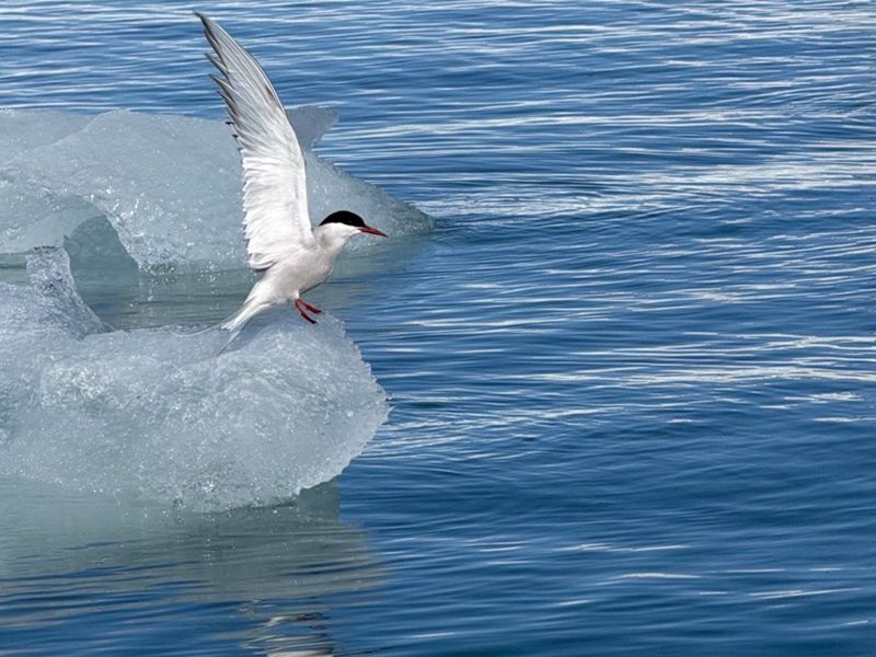 Arctic tern on ice captured by Jane