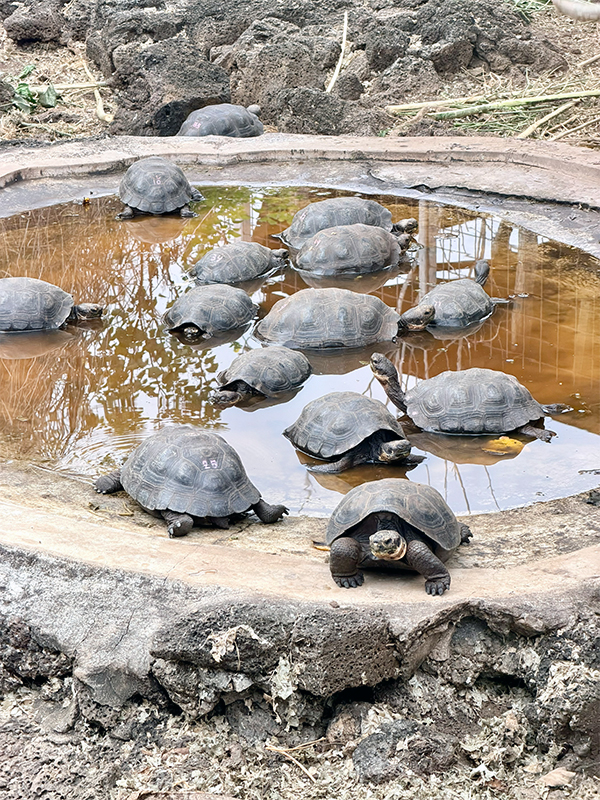 Baby giant tortoises at the Charles Darwin Research Station