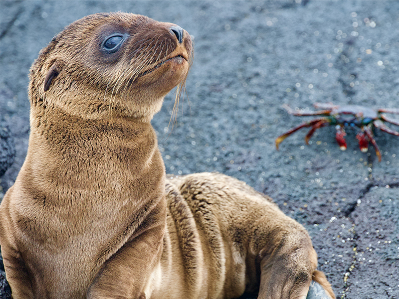 A sea lion pup eyes up Lewis' camera