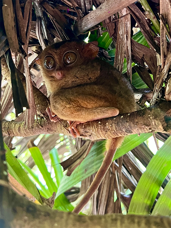 Charlie's photo of a Tarsier