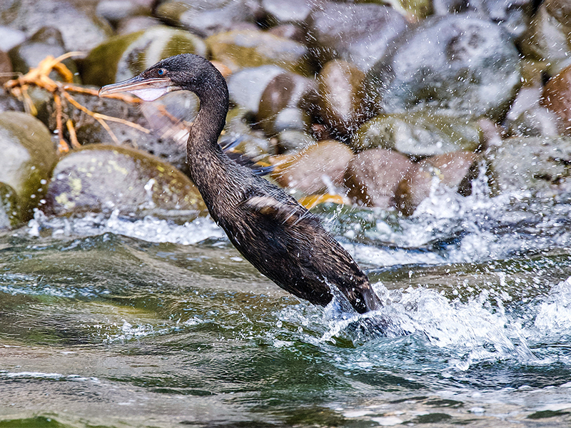 Action: A flightless cormorant walks on water 