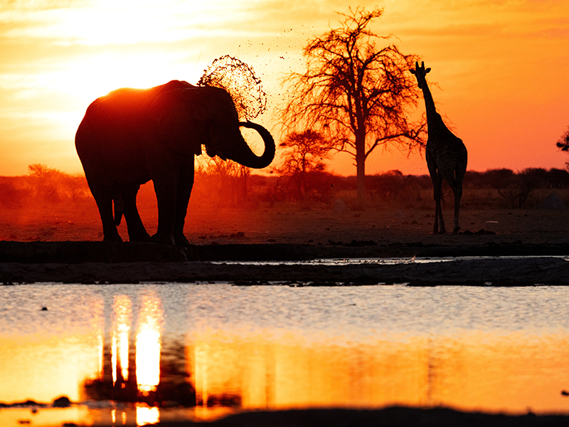 Elephant and giraffe silhouette