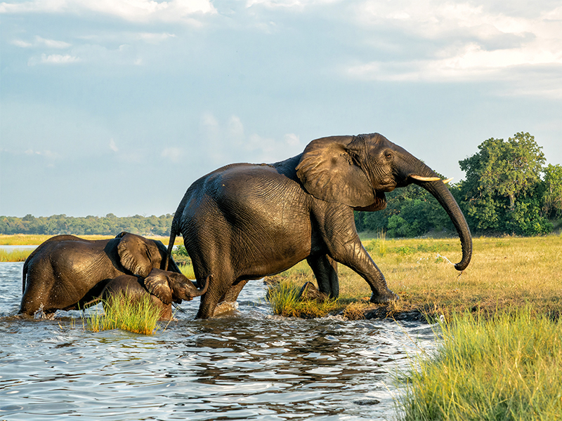 Elephant family crossing river in South Africa