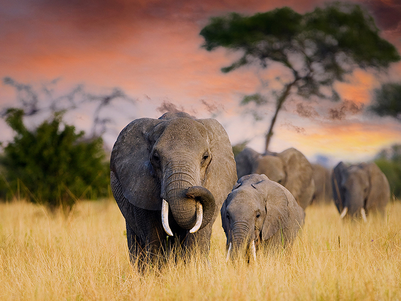 Elephant and calf