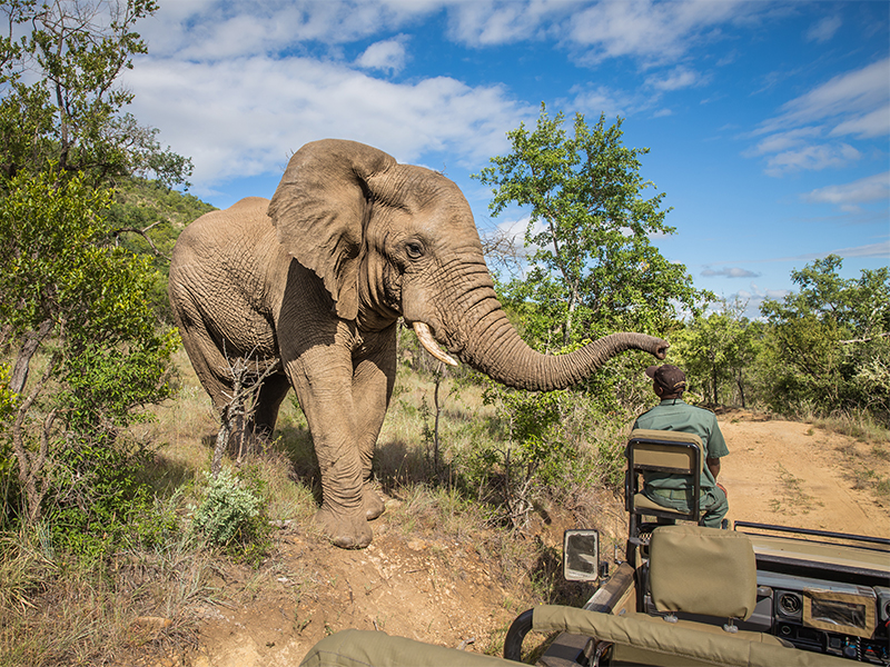 Close encounter of the herd kind: a bull nears a safari vehicle 